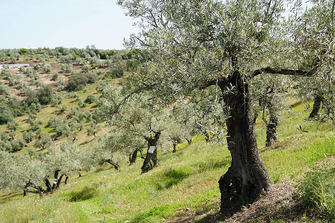 Bild von fast vierhundert Jahre alten Olivenbäumen in Andalusien. Foto: Brigitte Schläpfer-Regli